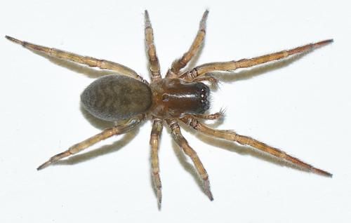 Réf. 218 871 : Amaurobius erberi